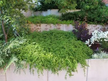 Stephanandra incisa 'Crispa'