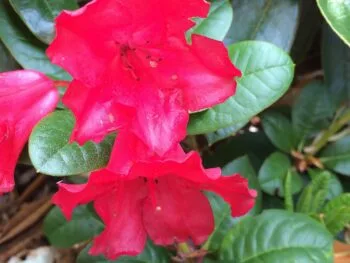 Rhododendron (Forrestii) 'Scarlet Wonder'