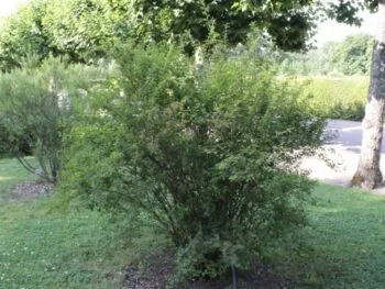 Spiraea x vanhouttei