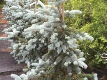 Picea pungens 'Hoopsii'