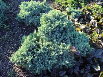Juniperus squamata 'Blue Star'