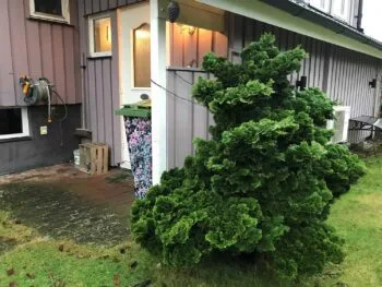 Chamaecyparis obtusa 'Nana Gracilis'