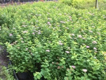 Spiraea splendens (S.densiflora)