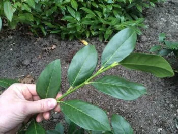 Prunus laurocerasus 'Mano'