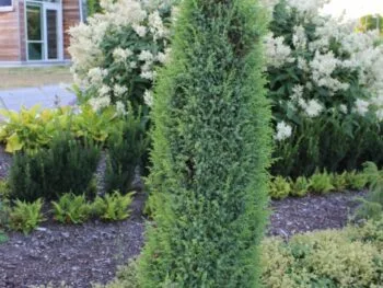 Juniperus communis f.suecica