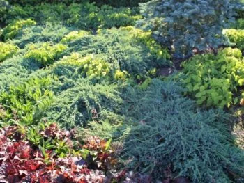 Juniperus squamata 'Blue Carpet'
