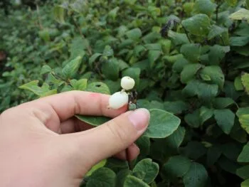 Symphoricarpos
