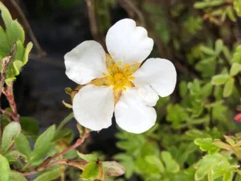 Potentilla