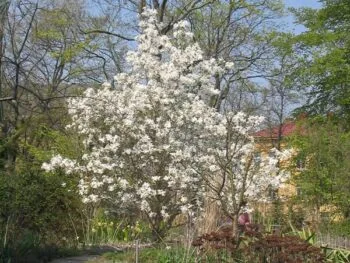 Magnolia x loebneri 'Merrill'