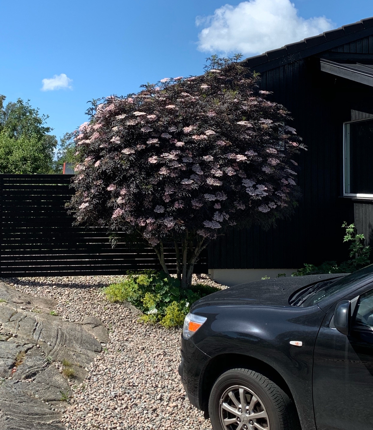 Sambucus Nigra Black Lace Essunga Plantskola 7684