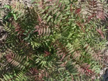 Sorbaria sorbifolia 'Dr. Aronsson'