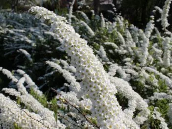 Spiraea x cinerea 'Grefsheim' E