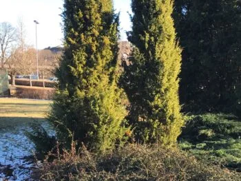 Juniperus communis 'Oskeladden' E