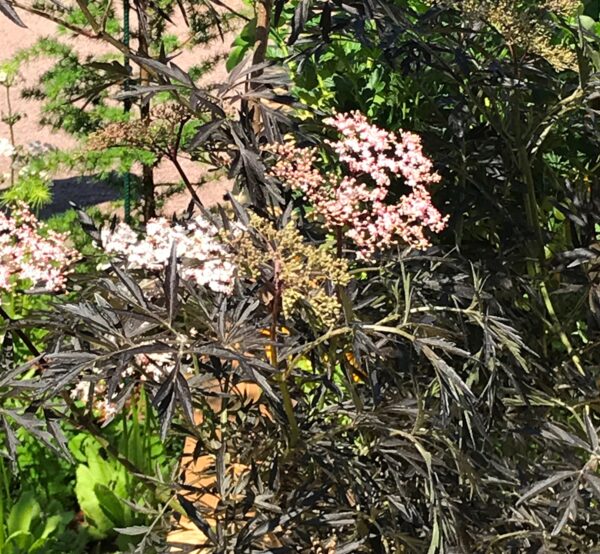 Sambucus Nigra Black Lace Essunga Plantskola 1515