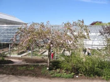 Prunus (Sato-zakura) 'Kiku-Shidare-zakura'