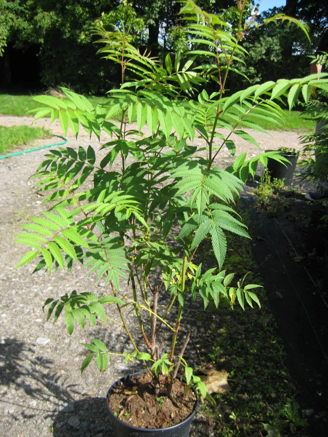 Sorbaria sorbifolia 'Pia' E - Bild 2