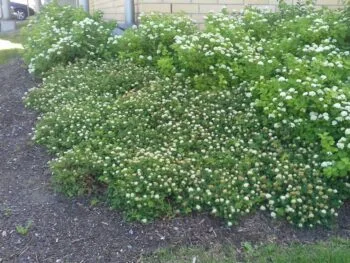 Spiraea beuvardiana 'Lumikki'