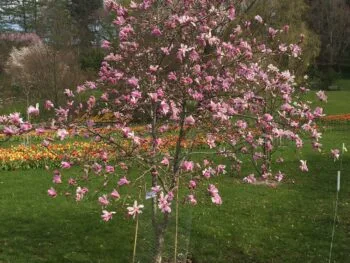 Magnolia x loebneri 'Leonard Messel'