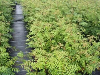 Sorbaria grandiflora 'Maia' E