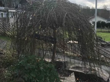 Salix caprea 'Kilmarnock'