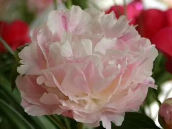 Paeonia lactiflora 'Catharine Fonteyn'