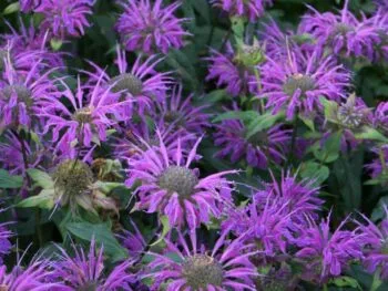 Monarda 'Prärienacht'