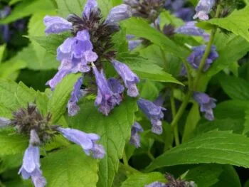 Nepeta subsessilis