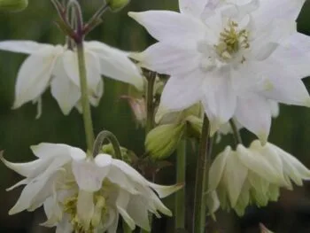 Aquilegia vulgaris stellata 'White Barlow'