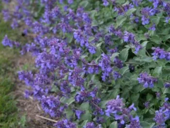 Nepeta x faassenii 'Superba Buhl'