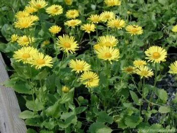 Doronicum orientale 'Little Leo'