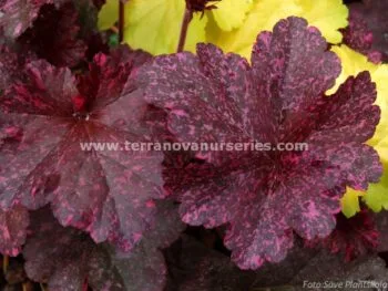 Heuchera 'Midnight Rose'