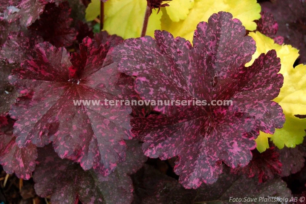 Heuchera 'Midnight Rose'