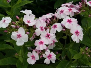 Phlox paniculata 'White Eye Flame'