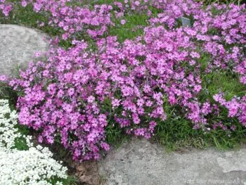 Phlox subulata 'Purple Beauty'