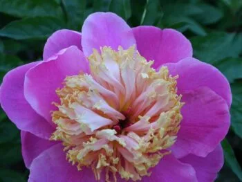 Paeonia lactiflora 'Doreen'