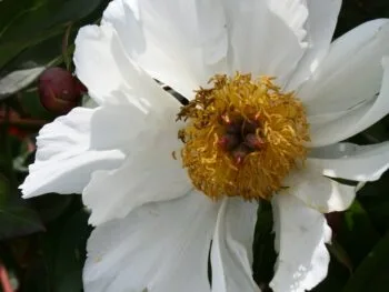 Paeonia lactiflora 'White Wings'