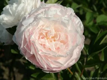 Paeonia lactiflora 'Mother's Choice'