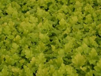 Heuchera 'Lime Marmelade'