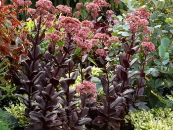 Hylotelephium 'Chocolate Drop'