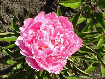 Paeonia lactiflora 'Alexander Flemming'
