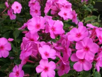 Phlox paniculata 'Pink Flame'