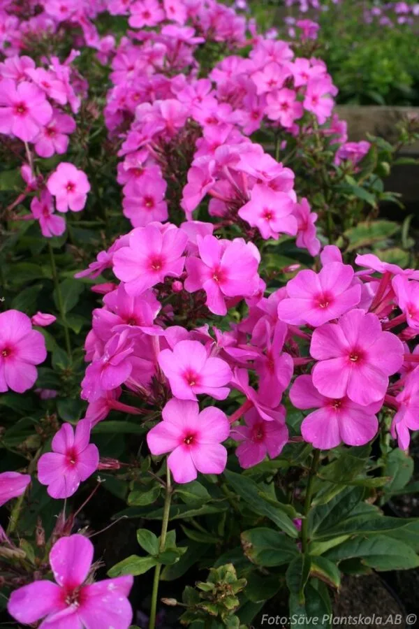 Phlox paniculata 'Pink Flame'