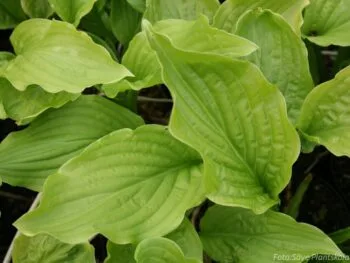 Hosta 'Royal Standard'
