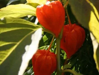 Physalis alkekengi franchetti
