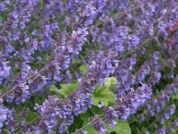 Nepeta x faassenii 'Six Hills Giant'