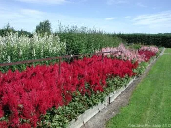 Astilbe arendsii 'Fanal'
