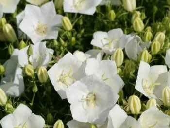 Campanula carpatica 'White Clips'