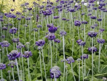 Primula capitata 'Mooreana'