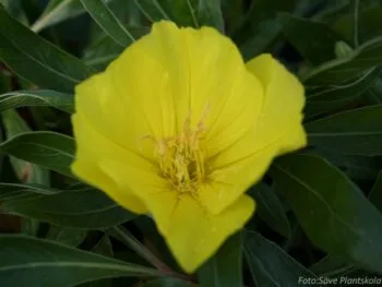 Oenothera macrocarpa