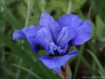 Iris sibirica 'Blue Moon'